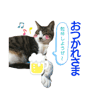 とらきち✩スタンプ（個別スタンプ：6）