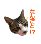 とらきち✩スタンプ（個別スタンプ：20）