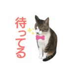 とらきち✩スタンプ（個別スタンプ：29）