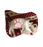ジム♡ミミ 猫スタンプ（個別スタンプ：6）