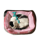 ジム♡ミミ 猫スタンプ（個別スタンプ：8）
