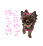 うにちゃんすたんぷ2（個別スタンプ：9）