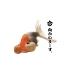 ぷにぷに金魚（個別スタンプ：2）