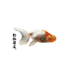 ぷにぷに金魚（個別スタンプ：3）