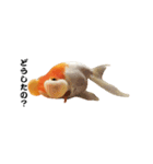 ぷにぷに金魚（個別スタンプ：4）