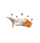 ぷにぷに金魚（個別スタンプ：5）