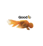 ぷにぷに金魚（個別スタンプ：7）