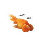 ぷにぷに金魚（個別スタンプ：8）