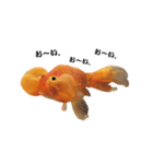 ぷにぷに金魚（個別スタンプ：9）