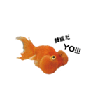ぷにぷに金魚（個別スタンプ：11）