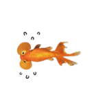 ぷにぷに金魚（個別スタンプ：12）