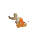 ぷにぷに金魚（個別スタンプ：13）