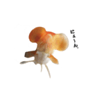 ぷにぷに金魚（個別スタンプ：14）
