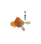 ぷにぷに金魚（個別スタンプ：16）