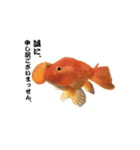 ぷにぷに金魚（個別スタンプ：20）