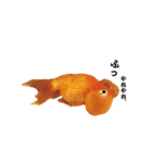 ぷにぷに金魚（個別スタンプ：24）