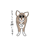 粋丸 the DOG（個別スタンプ：3）