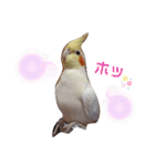 オカメインコのあおちゃん③（個別スタンプ：5）