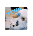 ぴーさんすたんぷ（個別スタンプ：4）