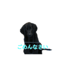 フラットコーテッドレトリバーのさち（個別スタンプ：4）