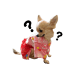 おちゃめなチワワCoCoちゃん（個別スタンプ：1）