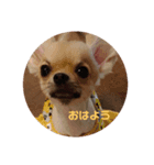 おちゃめなチワワCoCoちゃん（個別スタンプ：2）