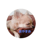 おちゃめなチワワCoCoちゃん（個別スタンプ：3）