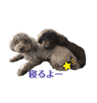 うちのプーちゃんスタンプ（個別スタンプ：4）