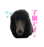 うちのプーちゃんスタンプ（個別スタンプ：10）