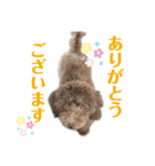 うちのプーちゃんスタンプ（個別スタンプ：11）