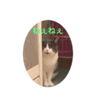 シェリぽんとゆかいな仲間たち（個別スタンプ：3）