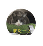 シェリぽんとゆかいな仲間たち（個別スタンプ：6）