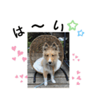 シェリぽんとゆかいな仲間たち（個別スタンプ：11）