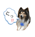 シェリぽんとゆかいな仲間たち（個別スタンプ：12）