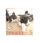シェリぽんとゆかいな仲間たち（個別スタンプ：13）