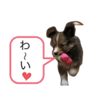 シェリぽんとゆかいな仲間たち（個別スタンプ：16）