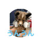シェリぽんとゆかいな仲間たち（個別スタンプ：18）