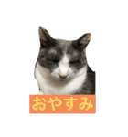 シェリぽんとゆかいな仲間たち（個別スタンプ：28）