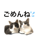 シェリぽんとゆかいな仲間たち（個別スタンプ：34）