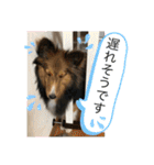 シェリぽんとゆかいな仲間たち（個別スタンプ：35）