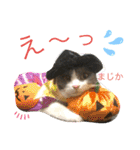 シェリぽんとゆかいな仲間たち（個別スタンプ：36）