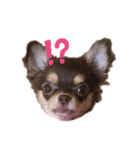 うにちゃんすたんぷ3（個別スタンプ：6）
