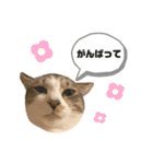 きじしろさんのスタンプ あんもみ3（個別スタンプ：5）