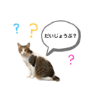 きじしろさんのスタンプ あんもみ3（個別スタンプ：6）