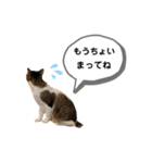 きじしろさんのスタンプ あんもみ3（個別スタンプ：8）