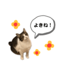 きじしろさんのスタンプ あんもみ3（個別スタンプ：9）