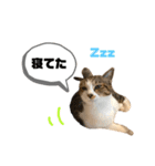 きじしろさんのスタンプ あんもみ3（個別スタンプ：10）