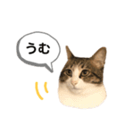 きじしろさんのスタンプ あんもみ3（個別スタンプ：11）