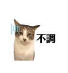 きじしろさんのスタンプ あんもみ3（個別スタンプ：18）