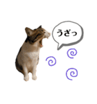 きじしろさんのスタンプ あんもみ3（個別スタンプ：21）